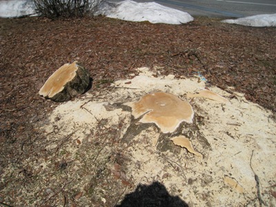 20140317_02.JPG