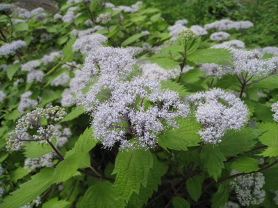 20140609_02.JPG