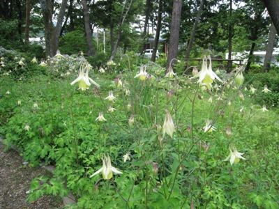 20140609_03.JPG
