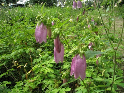 20140624_03.JPG