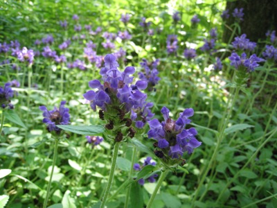 20140624_04.JPG