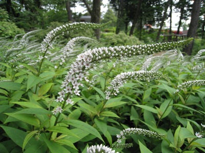 20140627_02.JPG