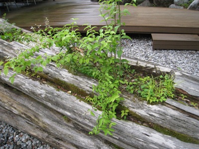 20140704_12.JPG