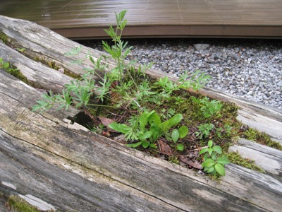 20140704_13.JPG