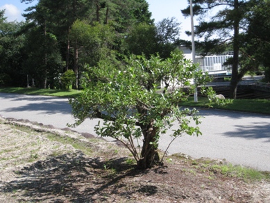 20140715_03.JPG