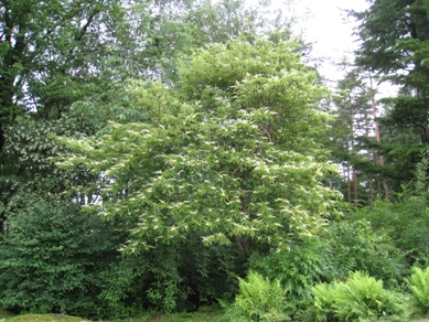 20140715_11.JPG