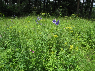 20140725_11.JPG