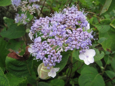 20140805_02.JPG