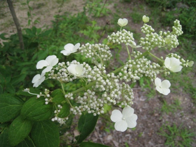 20140805_03.JPG