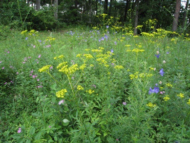 20140805_12.JPG