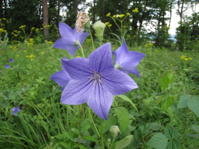 20140805_14.JPG
