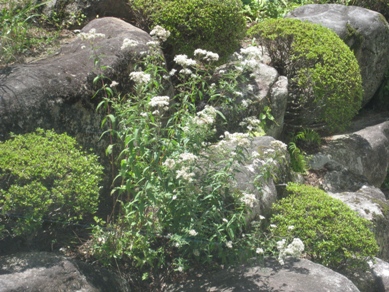 20140808_02.JPG