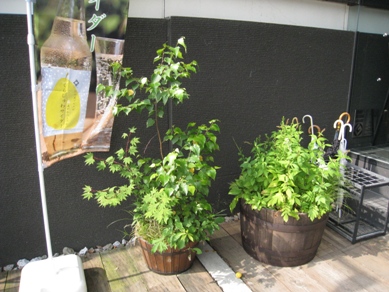 20140812_12.jpg