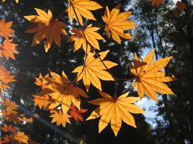 20141029_04.JPG