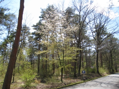 20150423_42.JPG