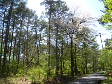 20150428_04.JPG