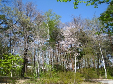 20150428_05.JPG