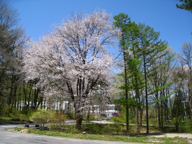20150428_06.JPG