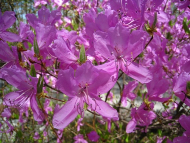 20150428_22.JPG