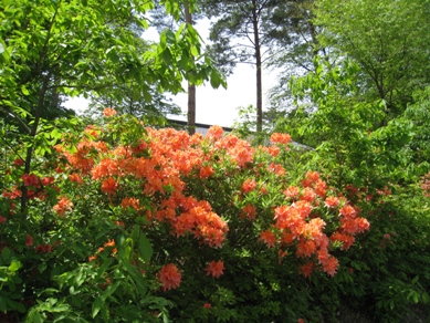 20150512_03.JPG