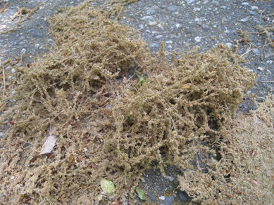 20150512_04.JPG