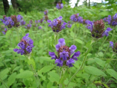 20150609_02.JPG