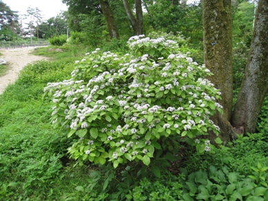 20150609_03.JPG