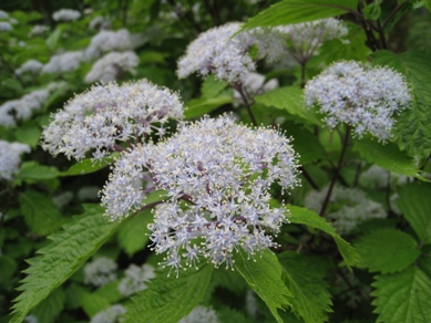 20150609_04.JPG