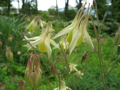 20150609_05.JPG