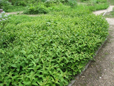20150609_07.JPG