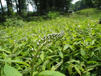 20150615_02.JPG