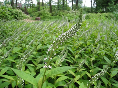 20150618_02.JPG