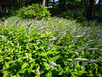 20150623_02.JPG