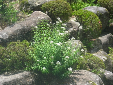 20150623_12.JPG