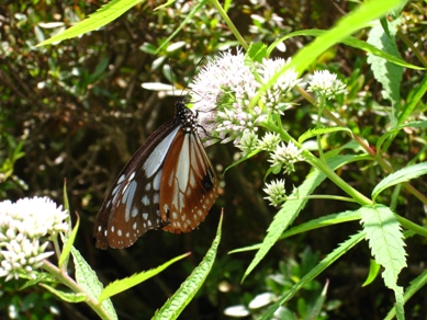 20150623_13.JPG