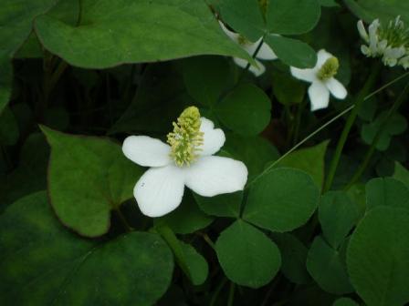 白い花
