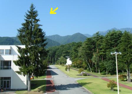 このー木なんの木♪