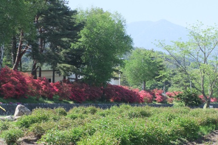 四季咲きの丘・芍薬畑