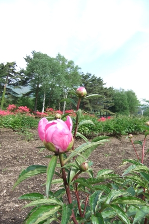 開花第１号
