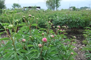 四季咲きの丘・芍薬畑