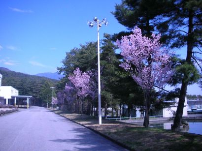 サクラ咲く