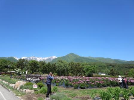 芍薬とカメラマン