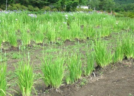中こども