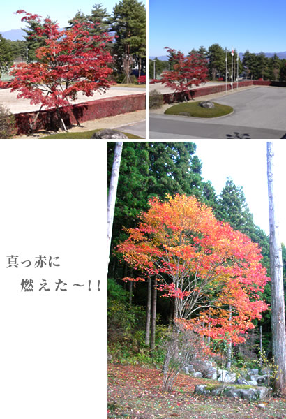 紅葉