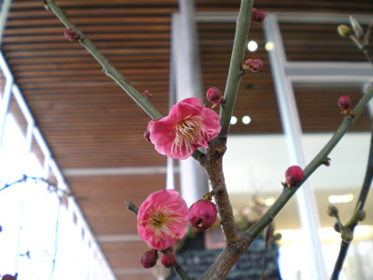 養命酒　駒ヶ根工場　梅の花