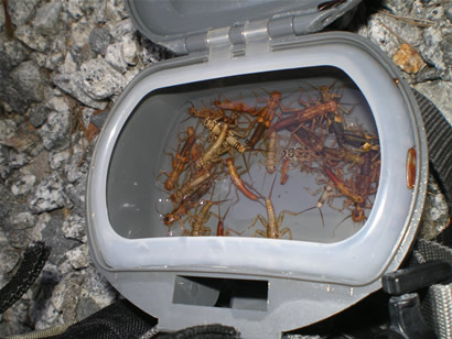 養命酒　駒ヶ根工場　オオヤマカワゲラ