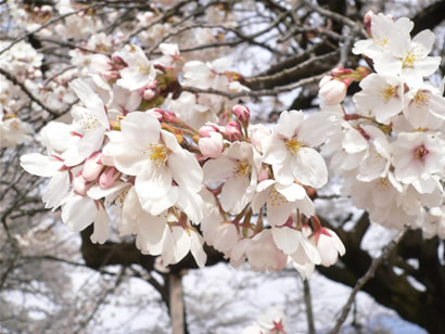 小学校　桜