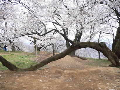 小学校　桜