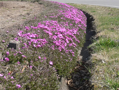 養命酒　駒ヶ根工場　芝桜