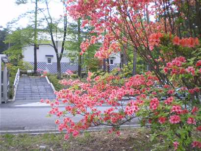 ヤマツツジ